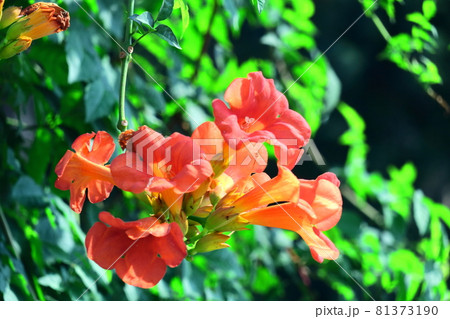 森の木に垂れ下がる 81373190