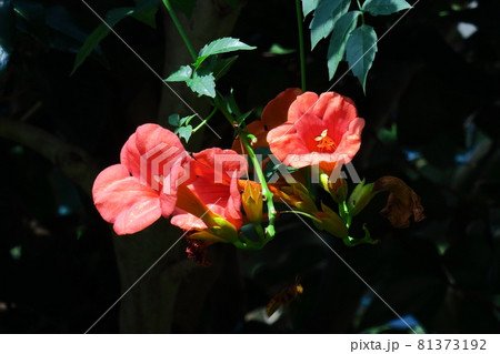 森の木に垂れ下がる 81373192