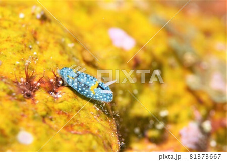 石垣島のシモフリカメサンウミウシ　その④ 81373667