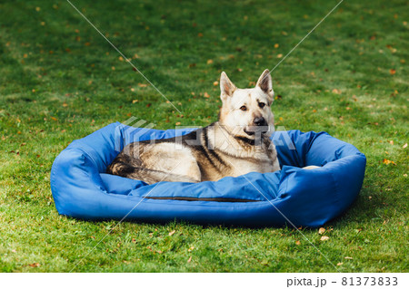 dog on his bed, green grass background 81373833