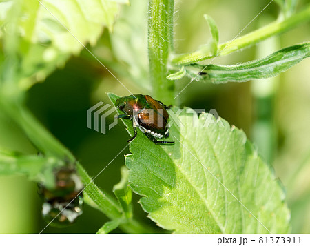 マメコガネ 81373911