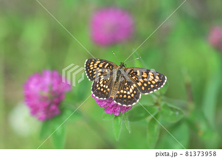 ウスイロヒョウモンモドキ♂　アカツメグサで吸蜜　 81373958