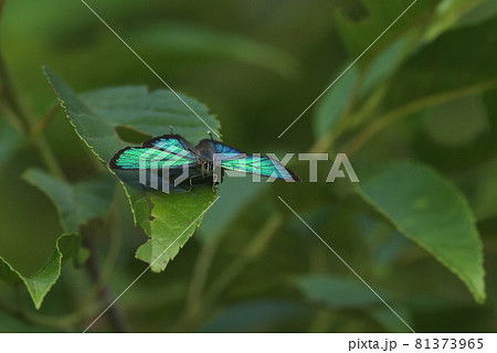 ハンノキでテリを張るミドリシジミ　緑色に輝く 81373965