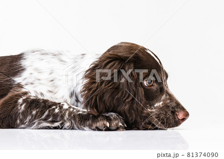 Close-up portrait of spaniel puppy calmly lying on white baclground Close-up portrait of spaniel puppy calmly lying on white baclground 81374090