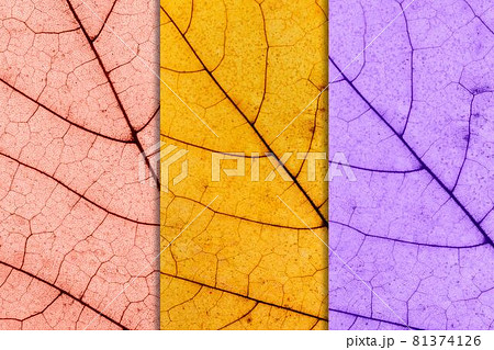 Fall background made of three toned Maple Leaf. Autumn Foliage toned in pink, golden and purple Fall background made of three toned Maple Leaf. Autumn Foliage toned in pink, golden and purple 81374126