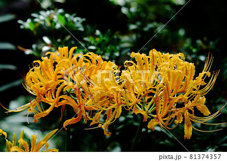 情熱の花 81374357