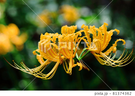 情熱の花 情熱の花 81374362