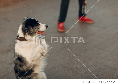 Dog stands on its hind legs at the street Dog stands on its hind legs at the street 81374442