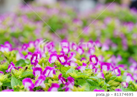 夏の花壇のトレニア13の写真素材 夏の花壇のトレニア13の写真素材
