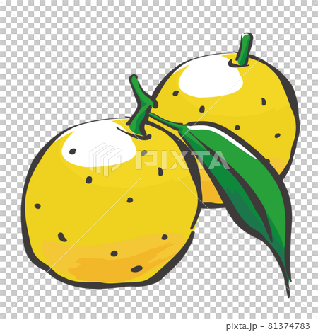 Two handwritten illustrations of Yuzu lined up Two handwritten illustrations of Yuzu lined up 81374783