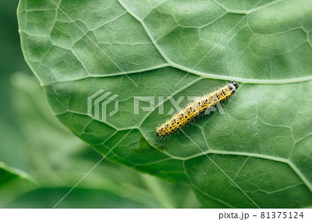 yellow caterpillar on green leaf yellow caterpillar on green leaf 81375124