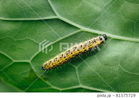 yellow caterpillar on green leaf yellow caterpillar on green leaf 81375729