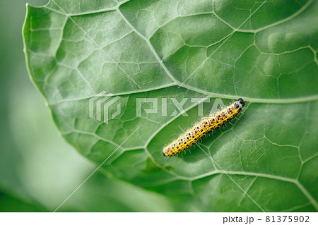 yellow caterpillar on green leaf 81375902
