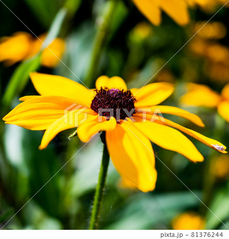 ルドベキア・ヒルタの花 ルドベキア・ヒルタの花 81376244