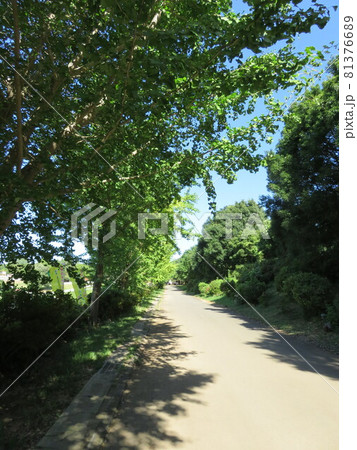 こもれび森のイバライド 遊歩道（夏の風景） 81376689