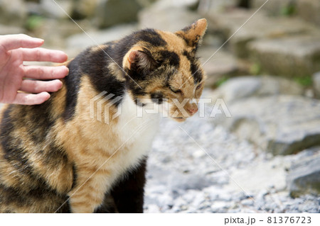 凛々しい顔した猫 凛々しい顔した猫 81376723