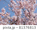 桜 81376813