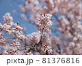 桜 81376816