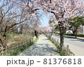 桜並木 81376818