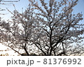 桜 81376992