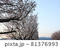 桜 81376993