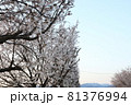 桜 81376994
