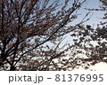 桜 81376995