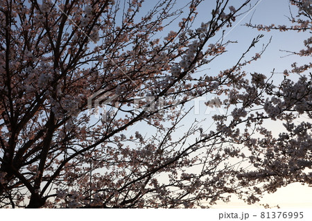 桜 桜 81376995