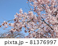 桜 81376997