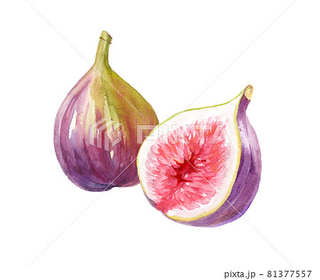 秋のフルーツ 並んだ2つのイチジクの水彩イラスト ベクターデータ のイラスト素材