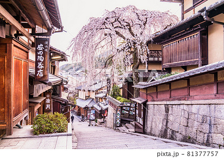 《京都府》春の京都・三年坂の枝垂桜 81377757