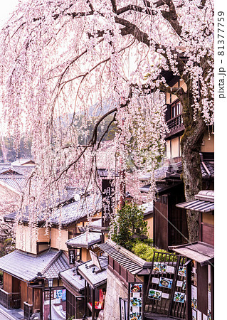 《京都府》春の京都・三年坂の枝垂桜 《京都府》春の京都・三年坂の枝垂桜 81377759