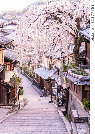 《京都府》春の京都・三年坂の枝垂桜 《京都府》春の京都・三年坂の枝垂桜 81377765