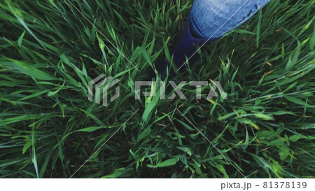 Walking with your feet in rubber boots in a wheat field, farm work in the meadow, business agronomist plots of land, growing wheat grains for bread, garden ranch 81378139