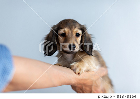 仔犬 カニンヘンダックスフンド 仔犬 カニンヘンダックスフンド 81378164