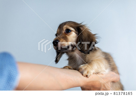 仔犬 カニンヘンダックスフンド 仔犬 カニンヘンダックスフンド 81378165