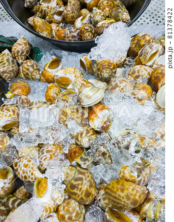 Fresh Spotted babylon (Babylonia areolata) in the metal tray with crushed ice. Fresh Spotted babylon (Babylonia areolata) in the metal tray with crushed ice. 81378422