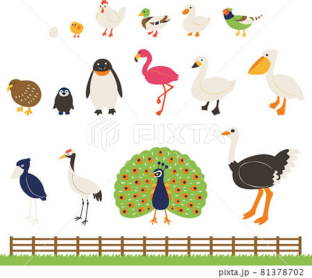 動物（鳥類）イラストセット（線なし） 81378702