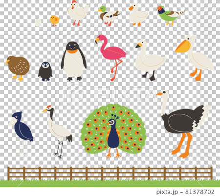 動物（鳥類）イラストセット（線なし） 81378702