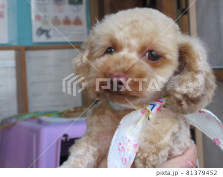 まあまあ不機嫌/本日のちゃーさん 81379452