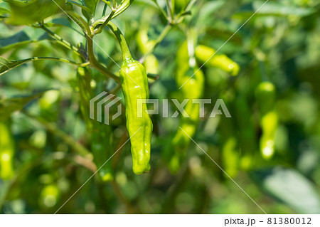 夏野菜シシトウの栽培　ししとうがらし　（7月）　家庭菜園 81380012