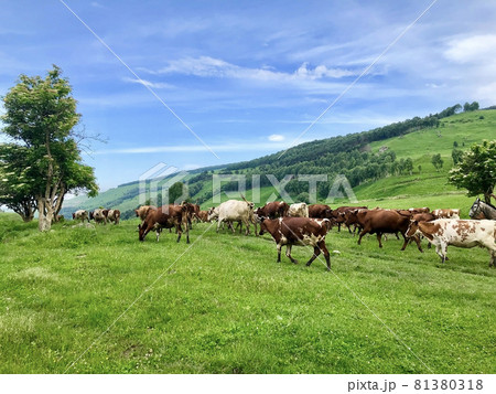 Herd of cows graze on the open green meadows at spring day Herd of cows graze on the open green meadows at spring day 81380318
