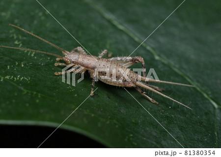 カネタタキのメス 81380354