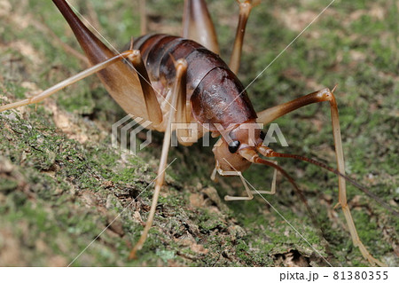 カマドウマ 81380355