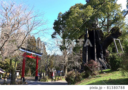 錦江町　旗山神社の大楠 81380788