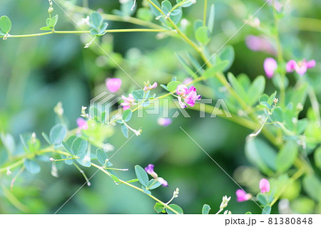 ハギの花 ハギの花 81380848