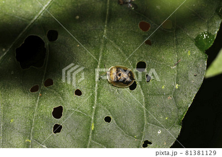 イノコヅチカメノコハムシ 81381129
