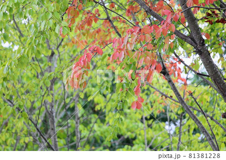 色づくサクラの葉 81381228