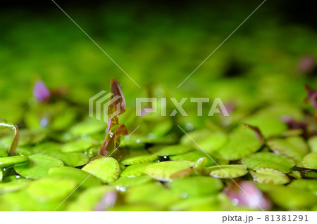 水中から水上に伸びる水草 81381291
