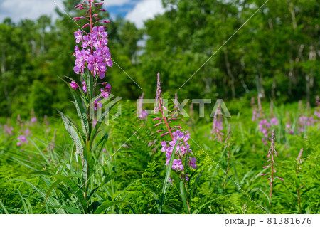 ヤナギランの花びら ヤナギランの花びら 81381676
